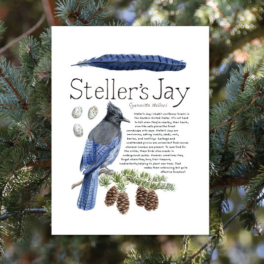 Steller's Jay Art Print